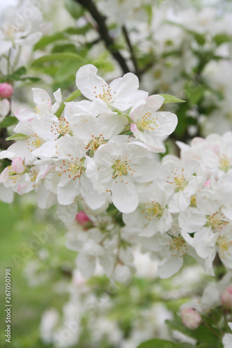 White apple flowers on branch in springtime. Malus domestica in the orchard