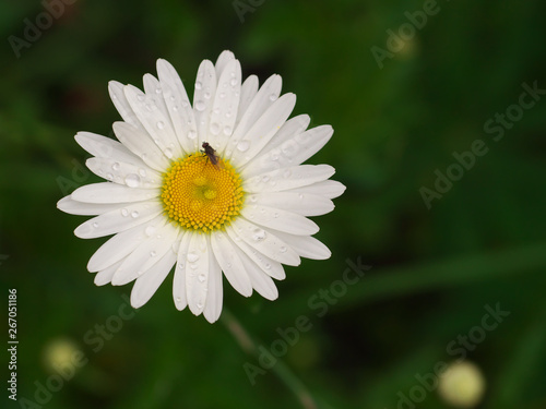 Daisy chamomile flowers field in garden  medow of daisies