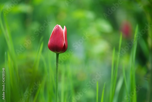 Red tulip in green grass in spring garden. Spring Garden