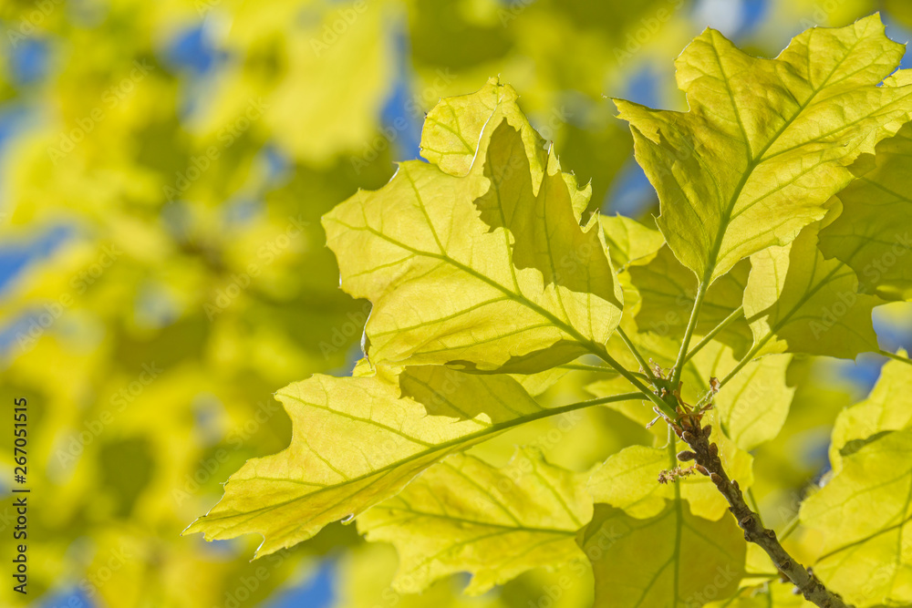 close up of oak tree foliage at spring close up of oak tree foliage at spring