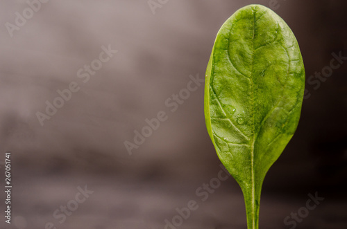 green leaf of fresh spinach isolated on rustic black background