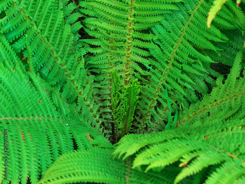 Bush Background, texture with bracken eagle Fern leaves
