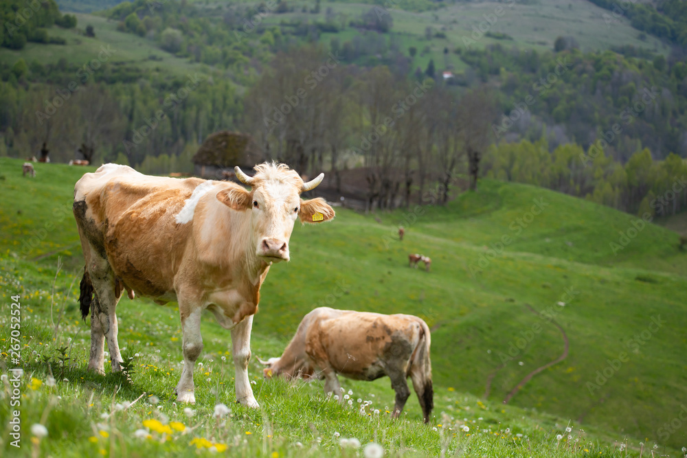 Herd of alpine cows grazing on the green pasture. Herd of alpine cows grazing on the green pasture.