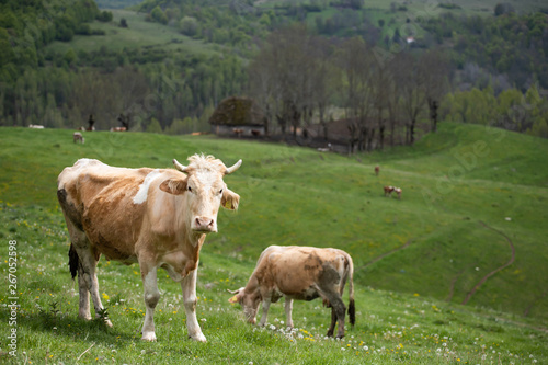 Herd of alpine cows grazing on the green pasture.