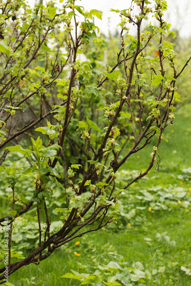 Fototapeta premium Bush gooseberry with green leaves