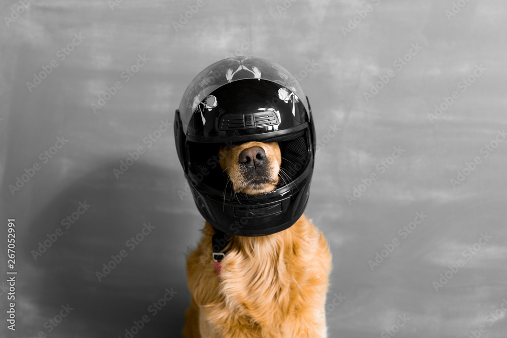 Dog in motorcycle helmet Stock Photo | Adobe Stock