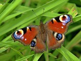 Macro of a peacock butterfly 