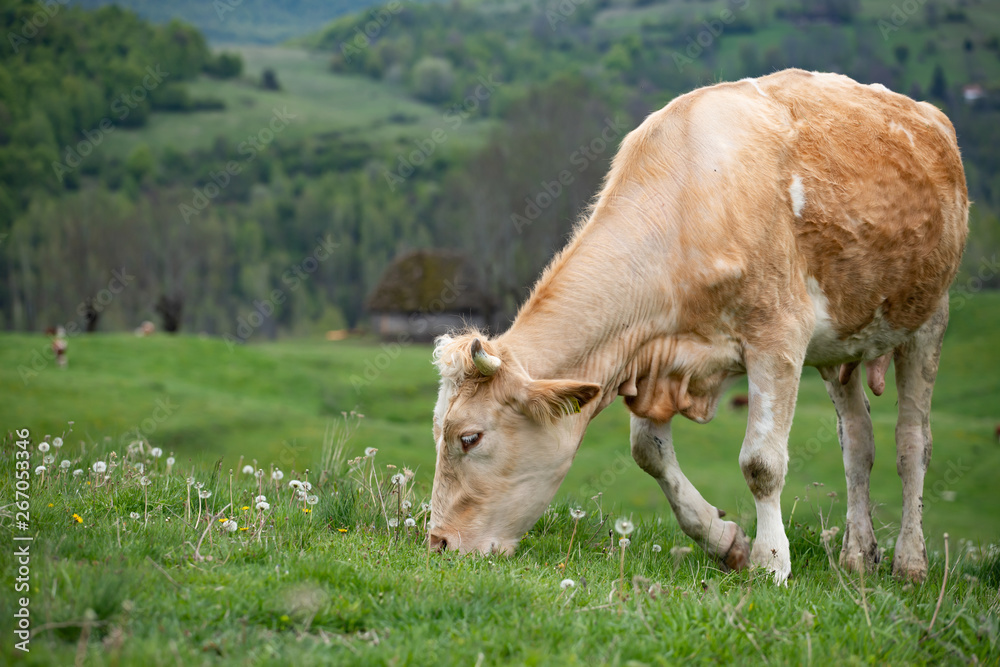 Herd of alpine cows grazing on the green pasture. Herd of alpine cows grazing on the green pasture.
