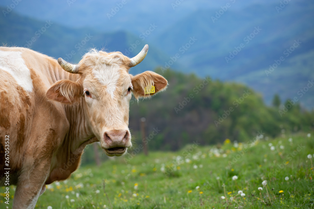 Cow close-up portrait.