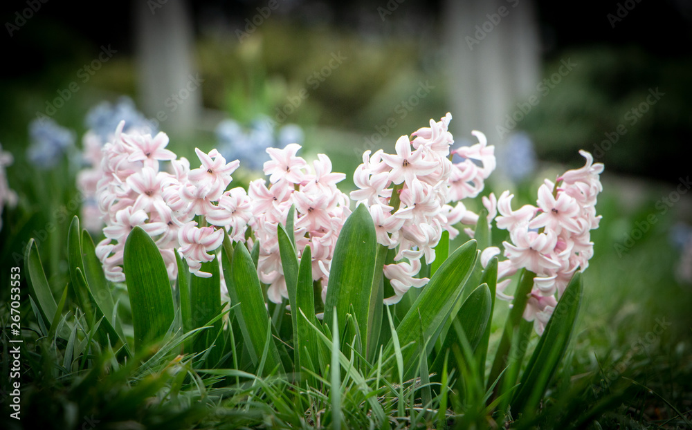 Obraz premium Pink Hyacinth Hyacinthus orientalis in the spring garden