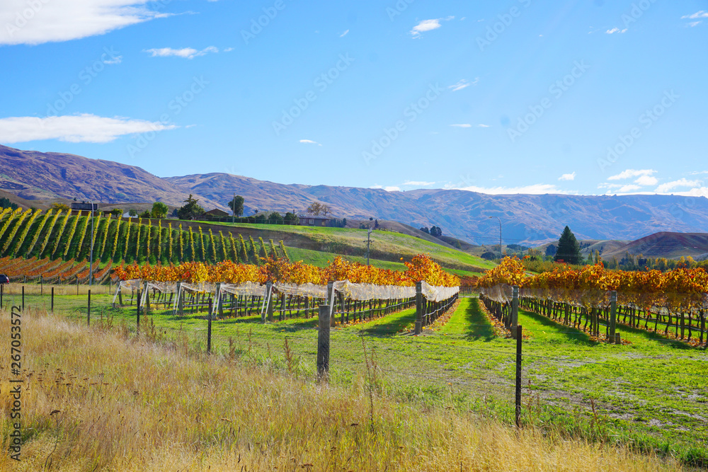 Beautiful neatly lines of vineyard grape trees in autumn time with yellow orange red leaves blue sunny sky symmetric rows in fruit orchard Otago Cromwell New Zealand