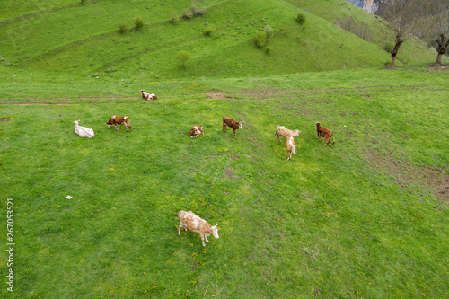 Aerial top-down drone photo of meadow with cattle