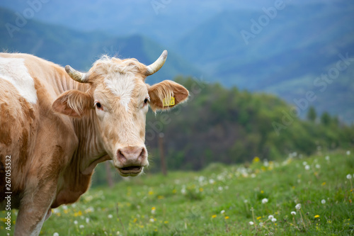Cow close-up portrait.