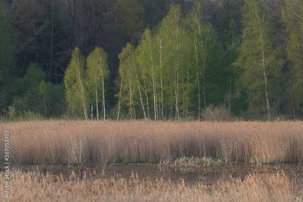 Fototapeta premium Wiosenne brzozy