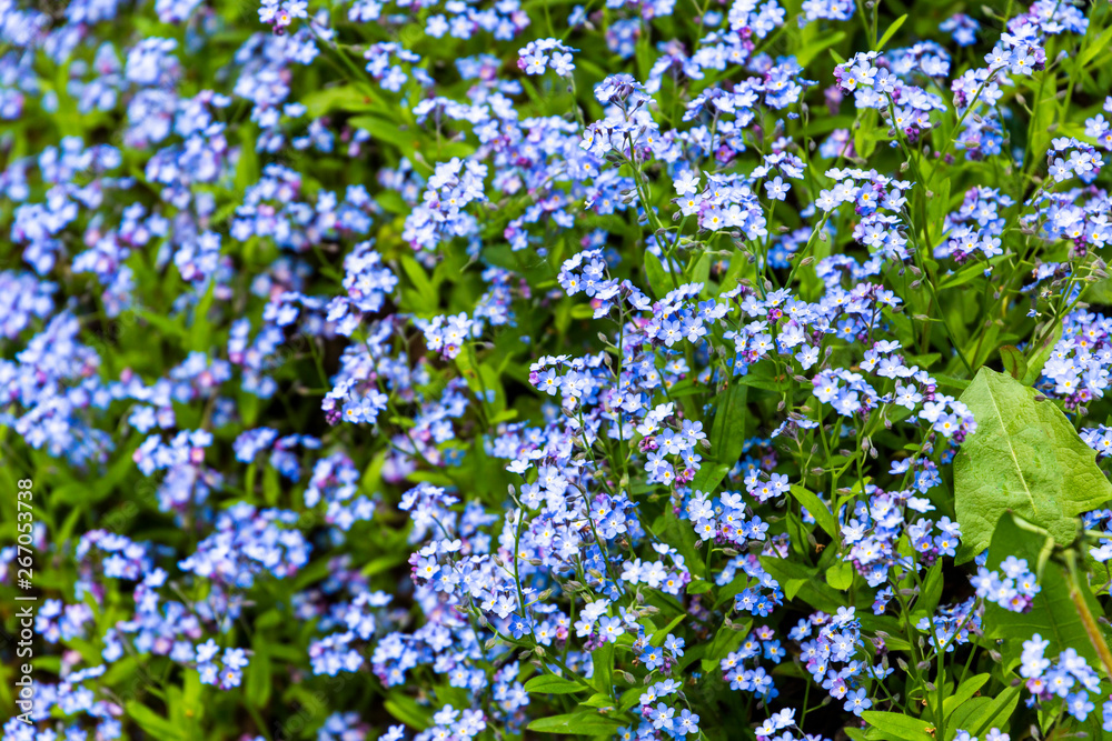 blue forest flowers