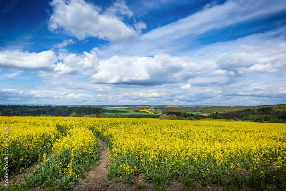 Obraz premium Yellow fields, flowers of rape, colza. Agriculture, spring in Czech Republic.