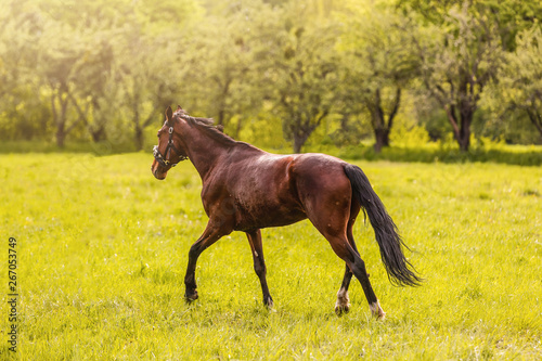 Welsh pony running and standing in high grass, long mane, brown horse galloping, brown horse standing in high grass in sunset light, yellow and green background © Angelov