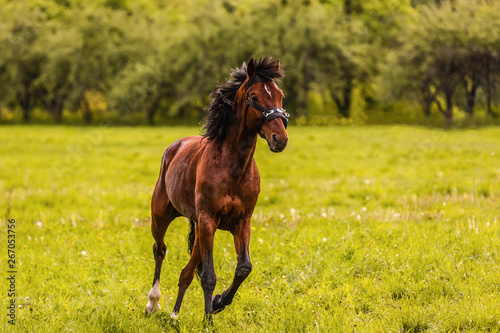 Horse walking in field