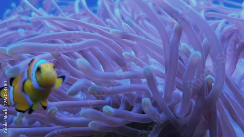 Amphiprioninae clownfish nestled in sea anemone