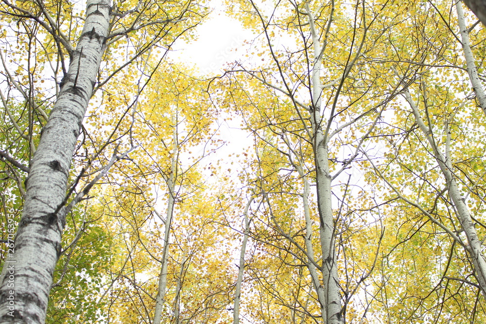 Fototapeta premium tree in autumn