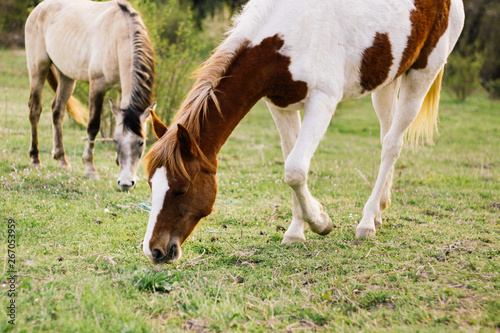 Two young horses graze in a green meadow.