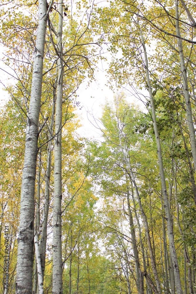 trees in the forest