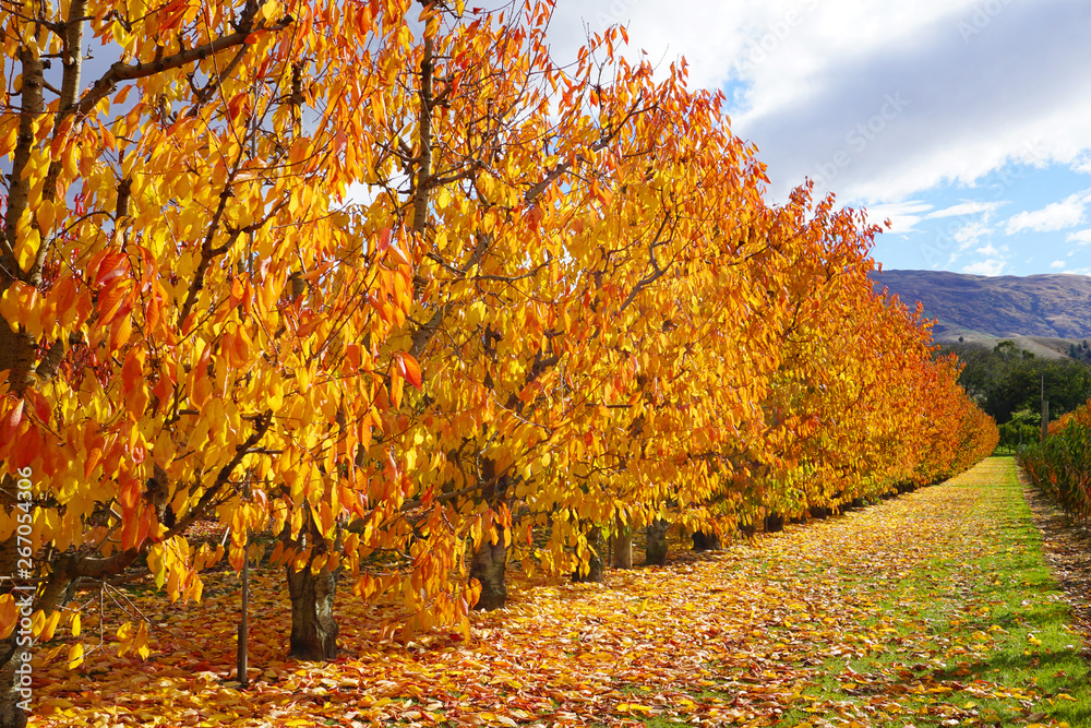 Beautiful gorgeous symmetric row of cherry trees in autumn golden leaves sunlight and fallen red orange leaves on ground fruit orchard in autumn season in Cromwell New Zealand fall color  