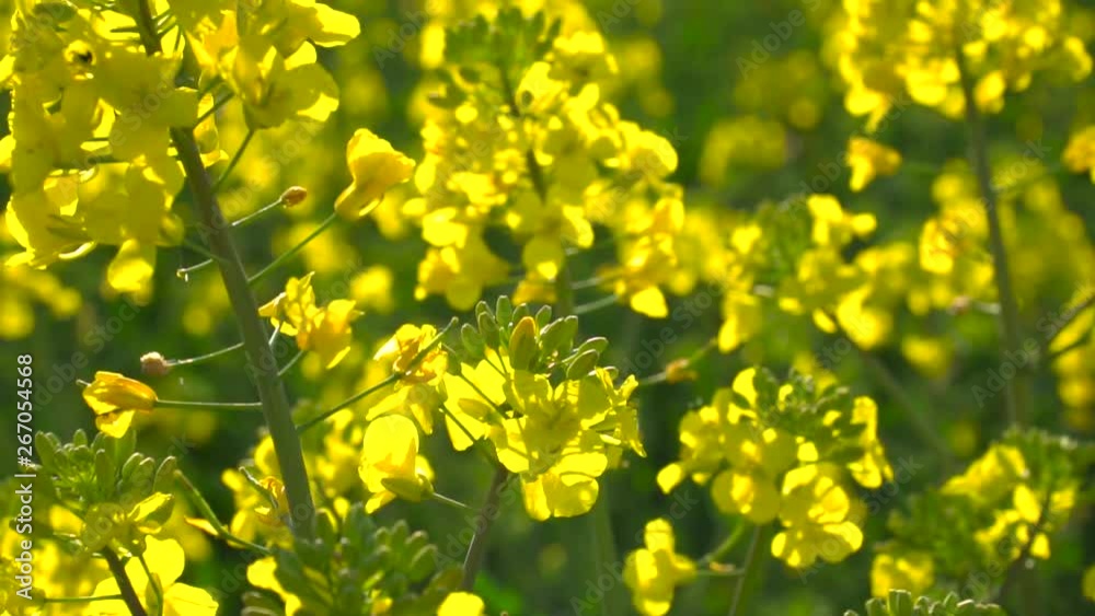 Left panning reveal across bright sunlit yellow rapeseed flowers to background view of rape fields blowing in slow motion gentle breeze. Left panning reveal across bright sunlit yellow rapeseed flowers to background view of rape fields blowing in slow motion gentle breeze.