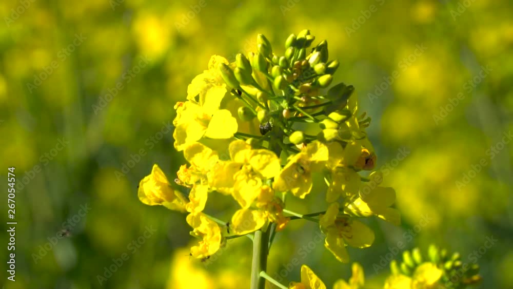 Close up on bright yellow rapeseed flowers with flies moving around petals. Bee comes in to land on flower. Flowers blowing in gentle breeze.