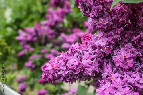 Purple lilac. Close up.  The flowers are beautiful, delicate, five-and four-petalled. Inflorescences are collected in large bunches. Leaves are rich green. Sunlight. Spring, the awakening of nature.