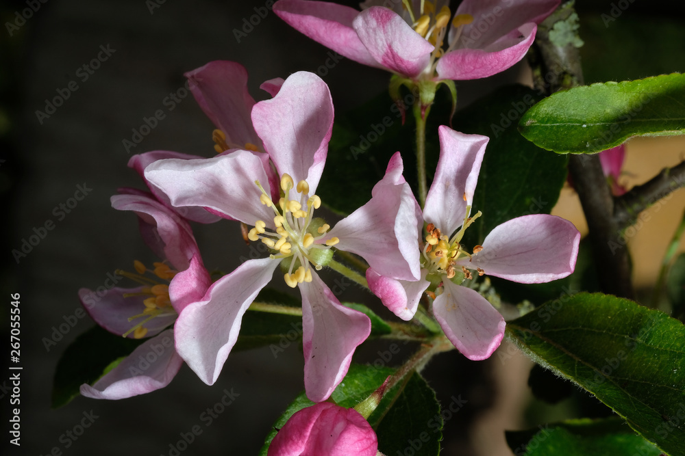 Apple blossom blooms in early spring. Apple blossom blooms in early spring.