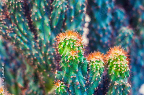 Cactus Cereus Peruvian. photo