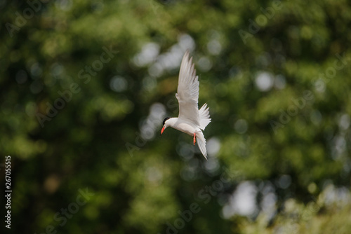 Common tern flying and hunting for fish