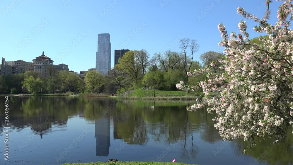 NYC Central Park at spring. Blooming apple tree at the Harlem Meer lake shore. NYC Central Park at spring. Blooming apple tree at the Harlem Meer lake shore.
