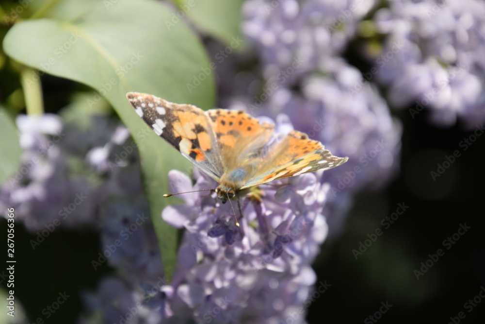 Obraz premium Butterfly Vanessa cardui on lilac flowers. Pollination blooming lilacs.
