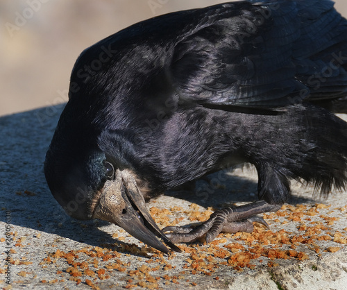 A crow is a bird of the genus Corvus, or more broadly a synonym for all of Corvus.  photo