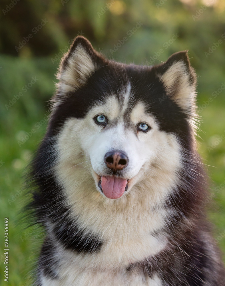 Siberian Husky on the grass i