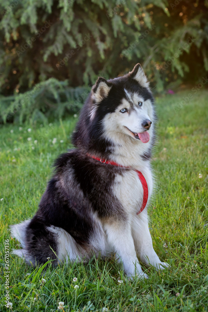 Siberian Husky on the grass i