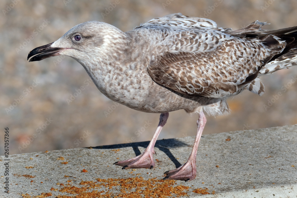 Gulls or seagulls are seabirds of the family Laridae in the suborder Lari. Gulls or seagulls are seabirds of the family Laridae in the suborder Lari.