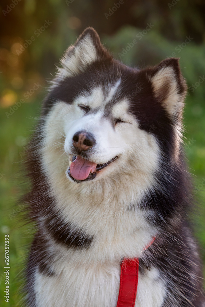 Siberian Husky on the grass i Siberian Husky on the grass i