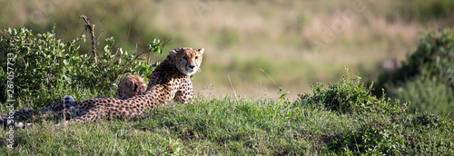 A cheetah mother with two children in the Kenyan savannah