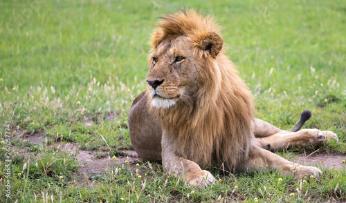 A big lion lies in the grass in the savanna of Kenya photo