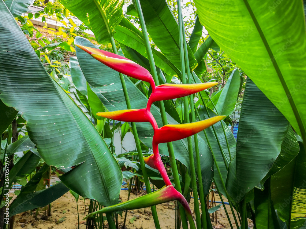 Beautiful red Heliconia flower. Common names for the genus include Dwarf Jamaican flower,lobster-claws, toucan peak, wild plantains or false bird-of-paradise.