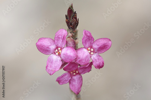 Daphne mezereum, commonly known as mezereum, mezereon, February daphne, spurge laurel or spurge olive