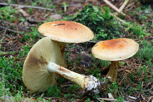 Cortinar webcap, Cortinarius aureofulvus