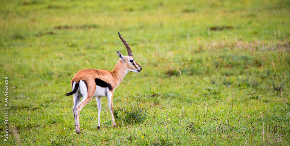 Thomson's Gazelle in the grass landscape of the savannah in Kenya Thomson's Gazelle in the grass landscape of the savannah in Kenya