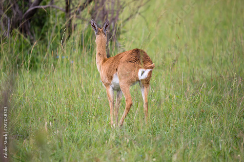 Fototapeta Naklejka Na Ścianę i Meble -  Impala family on a grass landscape in the Kenyan savannah