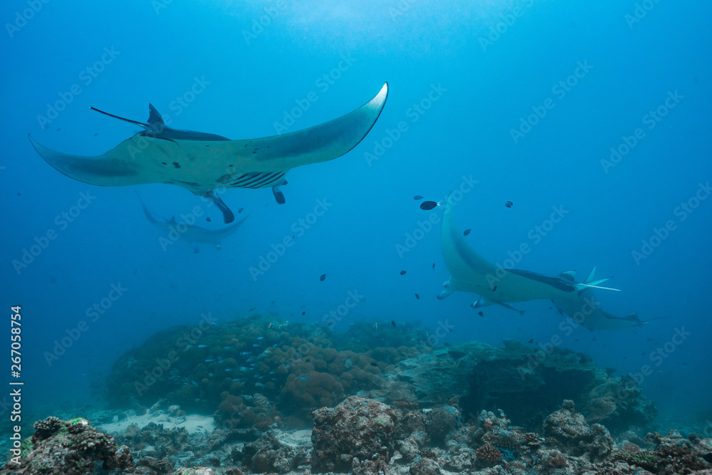 Fototapeta premium manta rays flying through the water of the maledives