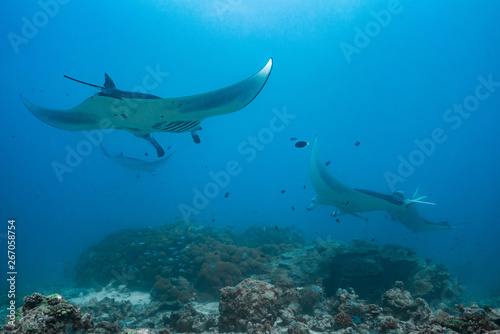 manta rays flying through the water of the maledives
