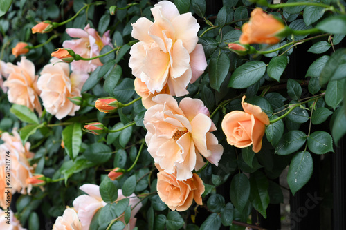 オレンジ色のバラの花